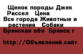 Щенок породы Джек Рассел › Цена ­ 50 000 - Все города Животные и растения » Собаки   . Брянская обл.,Брянск г.